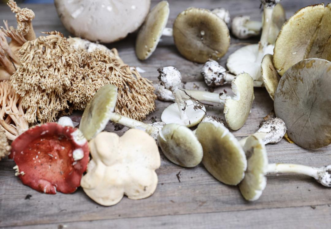 Doğal sanılan tehlike! Sonbaharda mantar zehirlenmelerine dikkat: "Böbrek yetmezliğine kadar götürebilir" 1