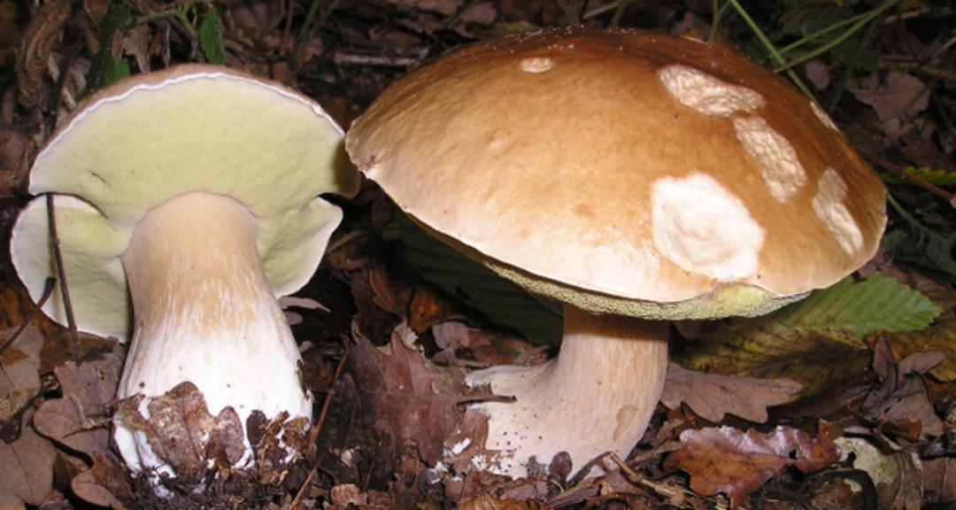 Doğal sanılan tehlike! Sonbaharda mantar zehirlenmelerine dikkat: "Böbrek yetmezliğine kadar götürebilir" 2