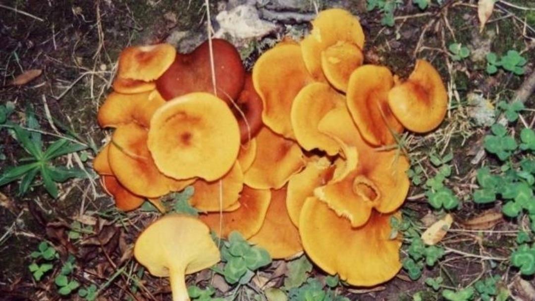 Doğal sanılan tehlike! Sonbaharda mantar zehirlenmelerine dikkat: "Böbrek yetmezliğine kadar götürebilir" 4