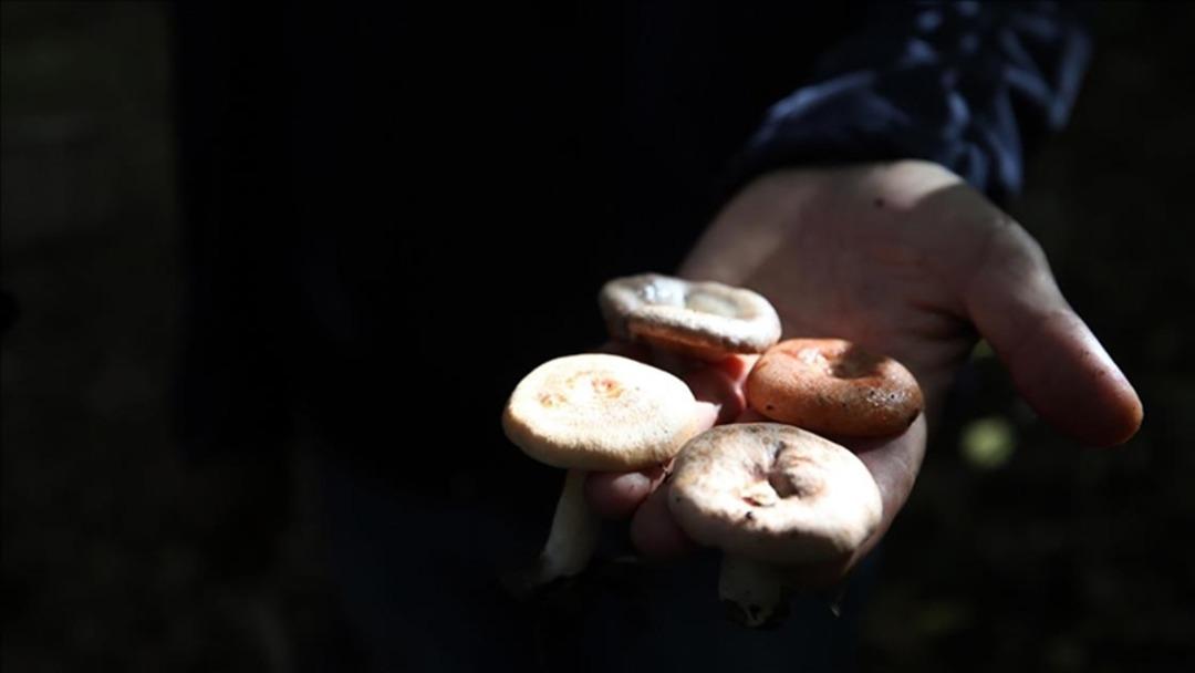 Doğal sanılan tehlike! Sonbaharda mantar zehirlenmelerine dikkat: "Böbrek yetmezliğine kadar götürebilir" 5