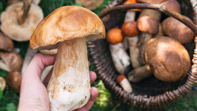 Doğal sanılan tehlike! Sonbaharda mantar zehirlenmelerine dikkat: Böbrek yetmezliğine kadar götürebilir
