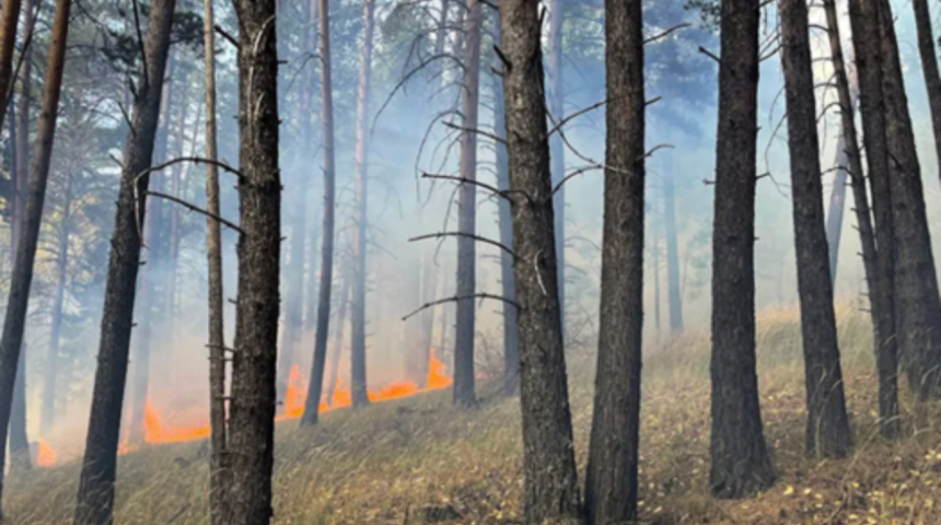 Sarıkamış'ta çıkan orman yangınında yaklaşık 1 hektar alan zarar gördü