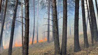 Sarıkamış'ta çıkan orman yangınında yaklaşık 1 hektar alan zarar gördü