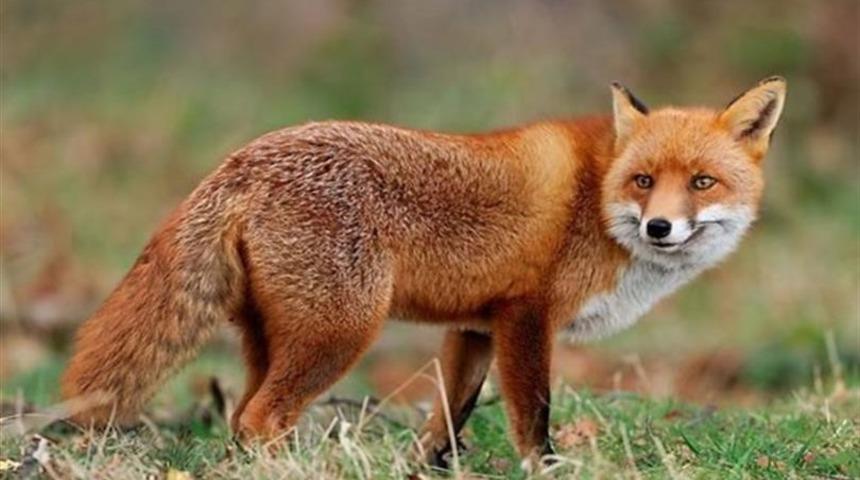 Malatya’da yaban hayvanları havadan aşılanacak