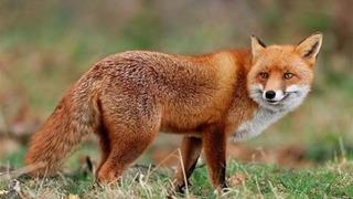 Malatya’da yaban hayvanları havadan aşılanacak