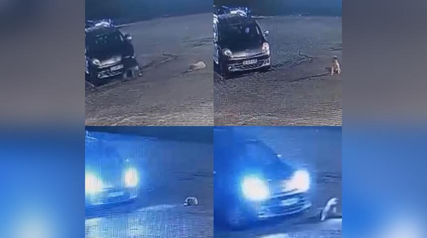 Mersin'de korkunç olay! Aracın üzerinden geçtiği köpek öldü