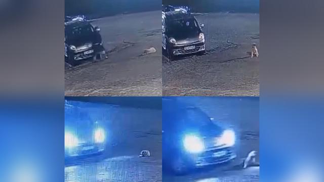 Mersin'de korkunç olay! Aracın üzerinden geçtiği köpek öldü