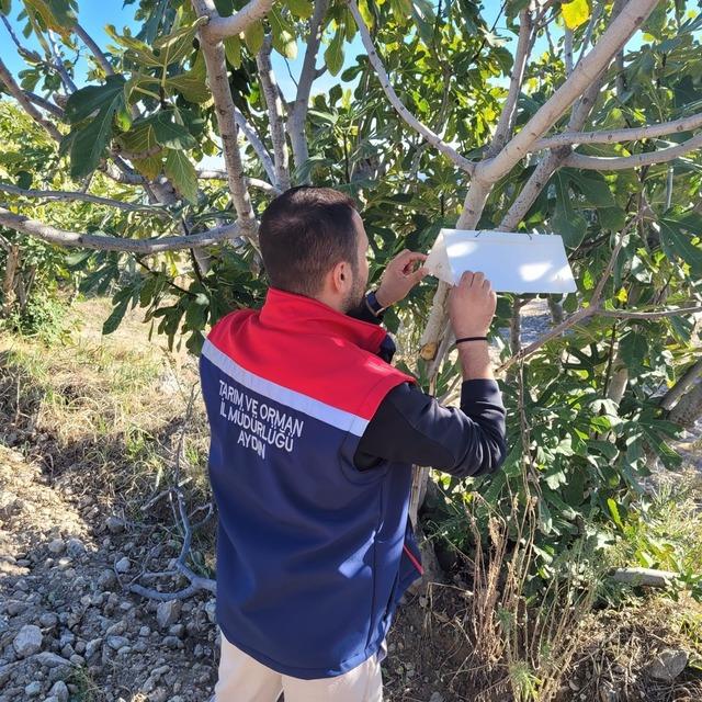 Buharkent’te meyve sineğiyle mücadele aralıksız sürüyor 1