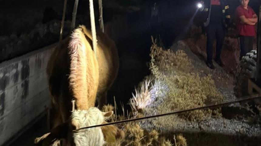 Siirt'te kanala düşen inek kurtarıldı