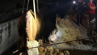 Siirt'te kanala düşen inek kurtarıldı