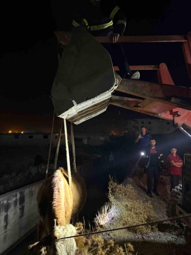 Siirt’te kanala düşen inek kurtarıldı 1