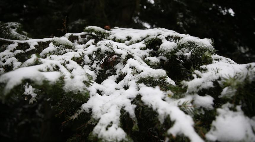 Ilgaz Dağı'nda kar ve sis etkili oldu