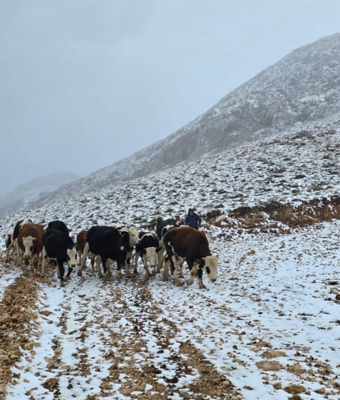 Aniden kar bastırınca yaylada mahsur kalan kadın kurtarıldı 2