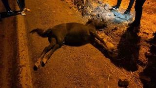 Siirt’te otomobil ile at çarpıştı: 1 yaralı