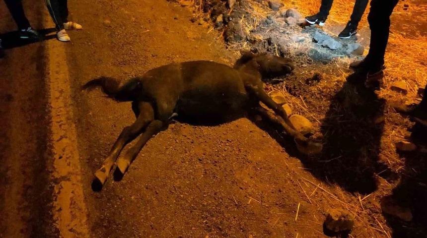 Siirt’te otomobil ile at çarpıştı: 1 yaralı