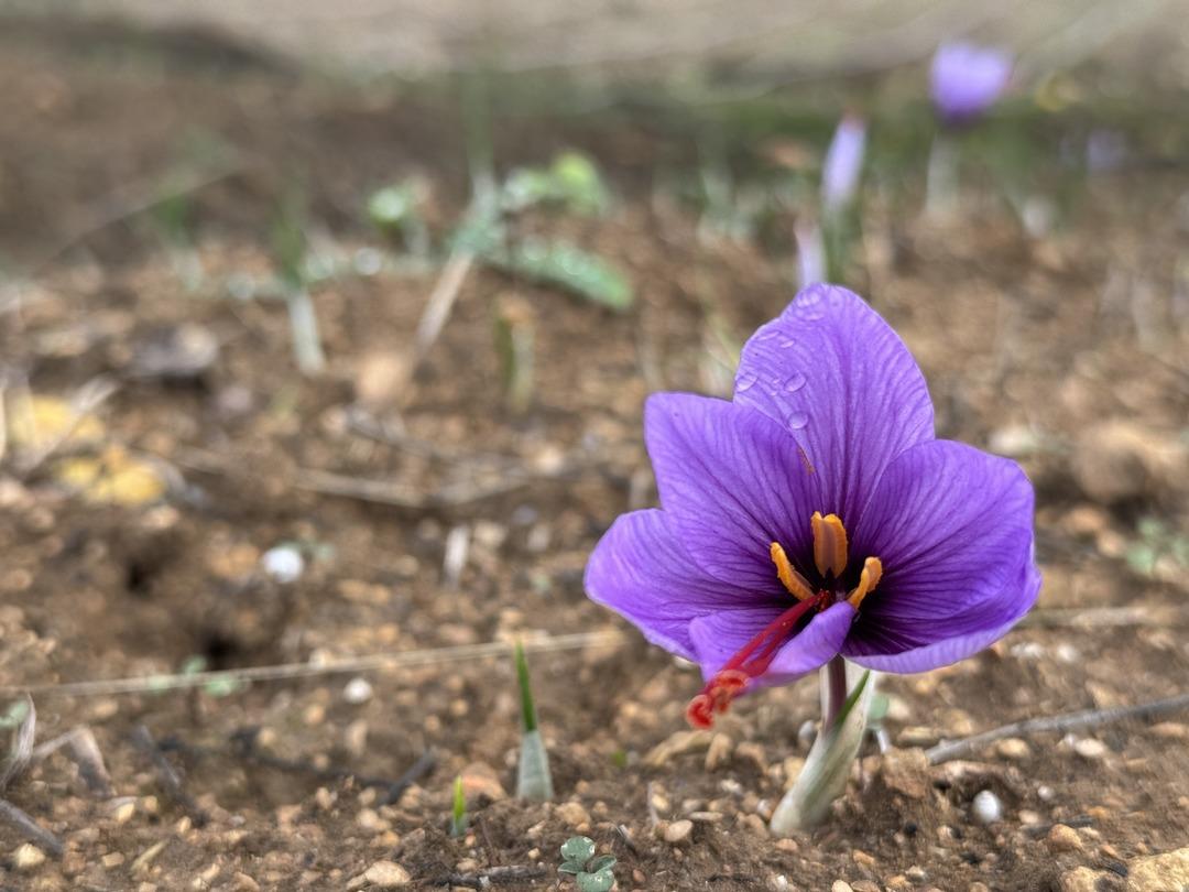 Kilosu 450 bin TL! Dünyanın en pahalısı... Yeni fiyatı belli olacak 6