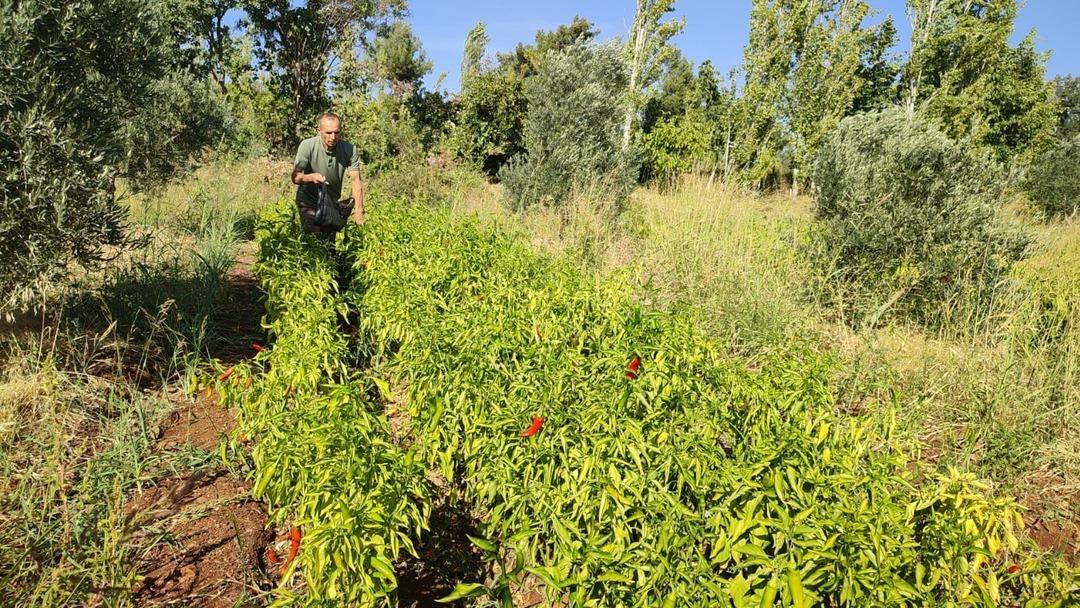 Acısıyla meşhur kayaca biberinde hasat tamamlandı: "Çizmelik, kurutmalık ve turşu yapmak isteyenler tercih ederler" 1