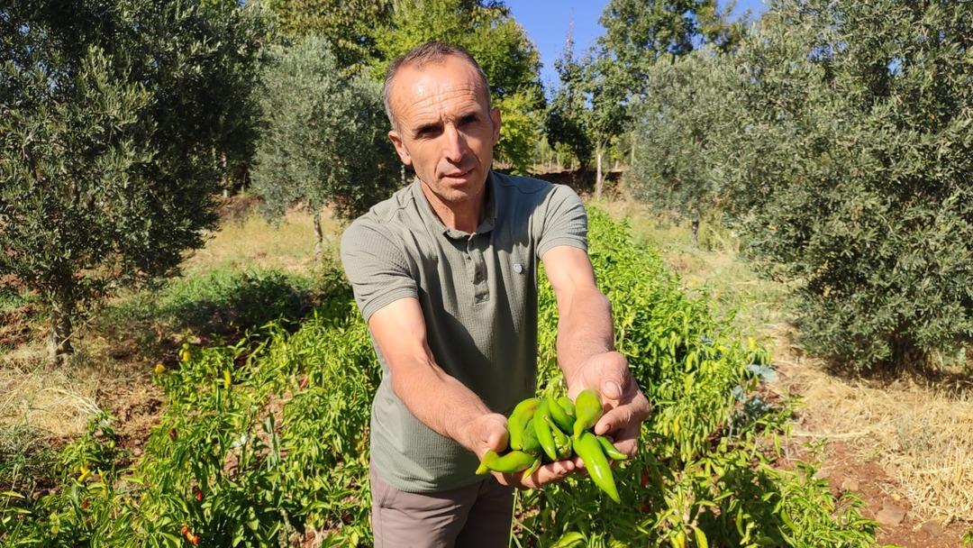 Acısıyla meşhur kayaca biberinde hasat tamamlandı: "Çizmelik, kurutmalık ve turşu yapmak isteyenler tercih ederler" 2