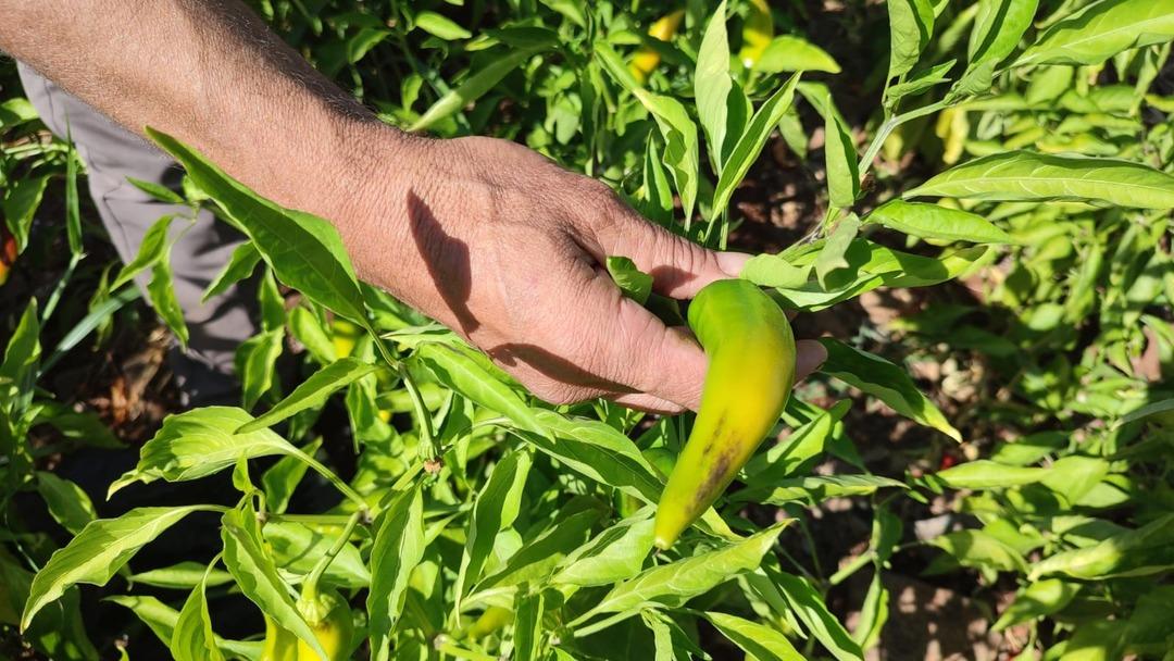 Acısıyla meşhur kayaca biberinde hasat tamamlandı: "Çizmelik, kurutmalık ve turşu yapmak isteyenler tercih ederler" 3