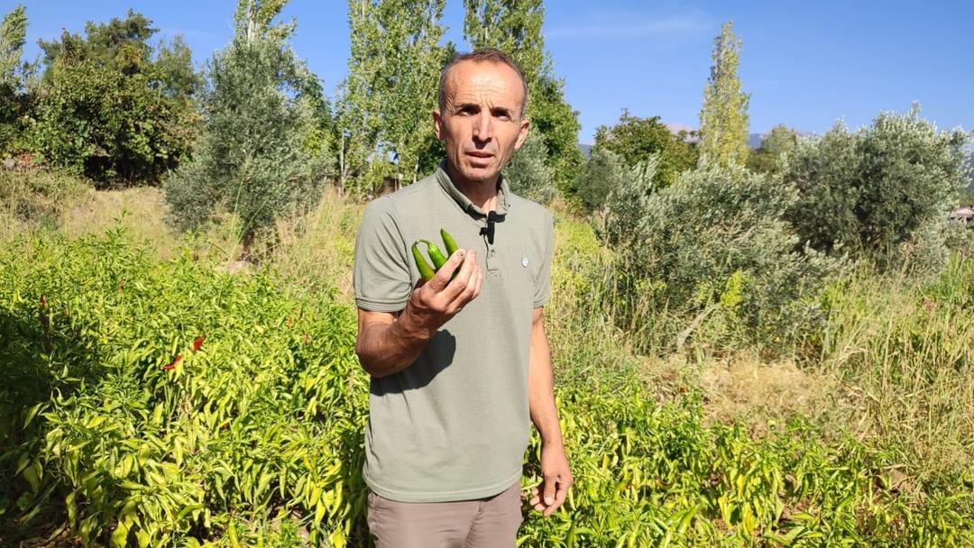 Acısıyla meşhur kayaca biberinde hasat tamamlandı: "Çizmelik, kurutmalık ve turşu yapmak isteyenler tercih ederler" 4