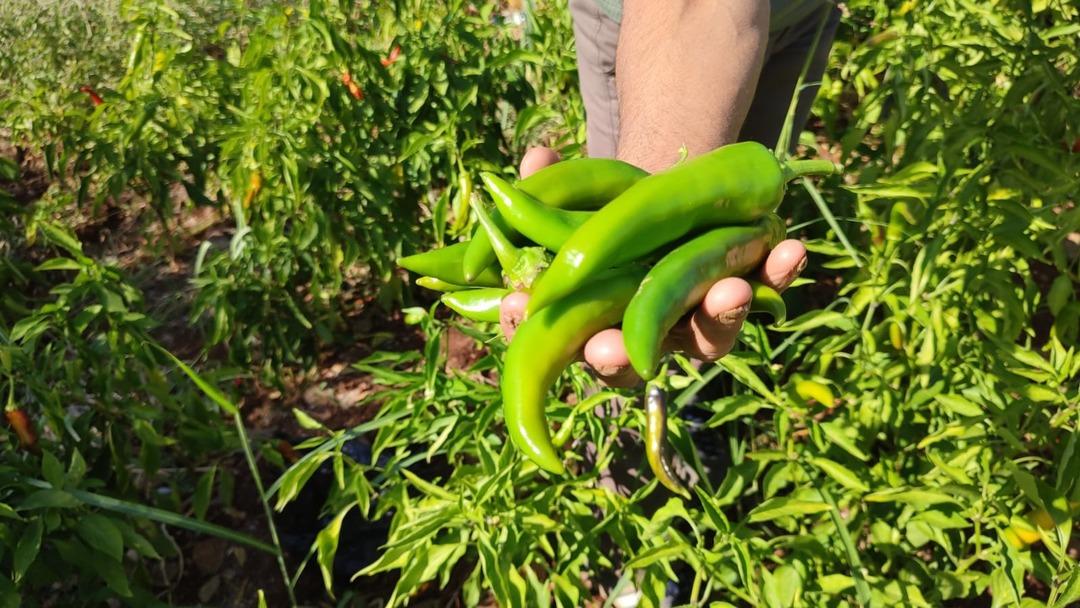 Acısıyla meşhur kayaca biberinde hasat tamamlandı: "Çizmelik, kurutmalık ve turşu yapmak isteyenler tercih ederler" 5