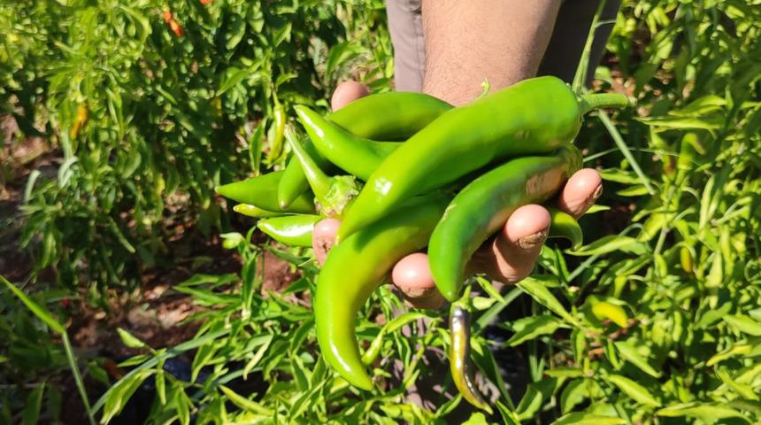 Acısıyla meşhur kayaca biberinde hasat tamamlandı: "Çizmelik, kurutmalık ve turşu yapmak isteyenler tercih ederler"