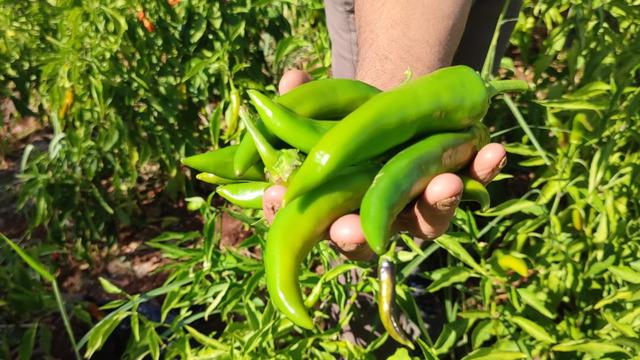 Acısıyla meşhur kayaca biberinde hasat tamamlandı: Çizmelik, kurutmalık ve turşu yapmak isteyenler tercih ederler