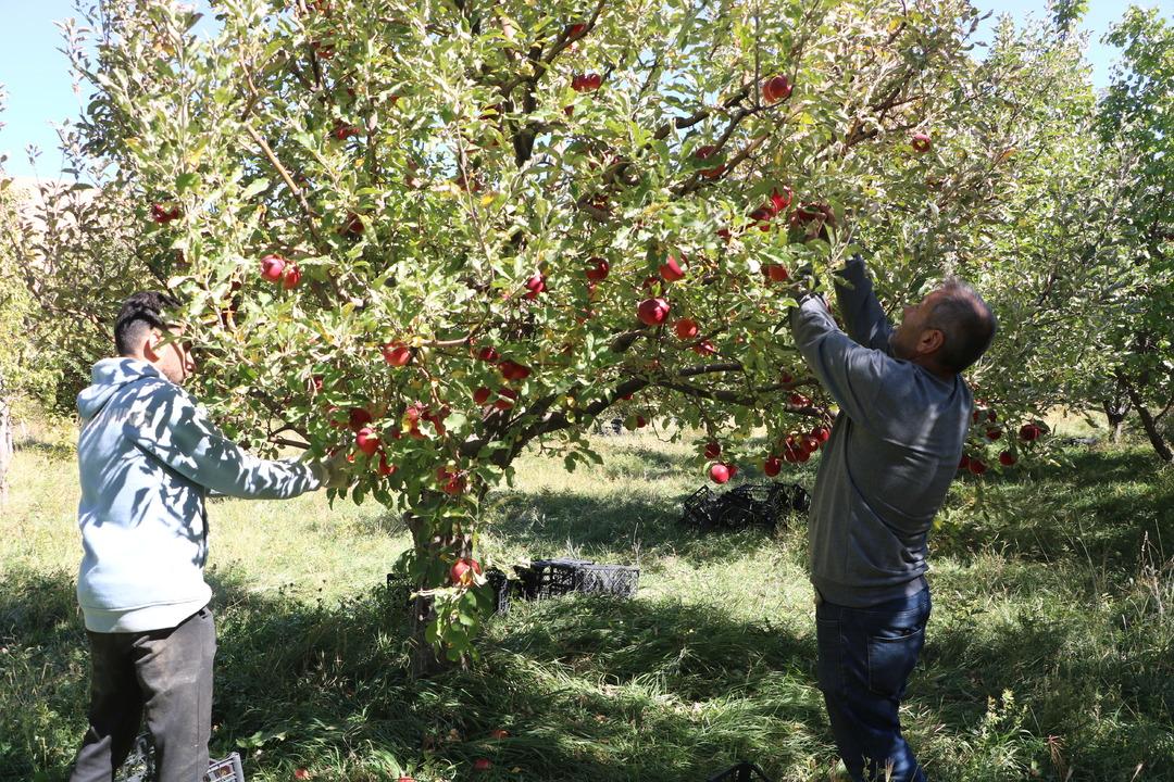 200 ton satılıyor, Türkiye nin dört bir yanına gönderiyorlar!  Talep yetiştirmeye çalışıyoruz  2