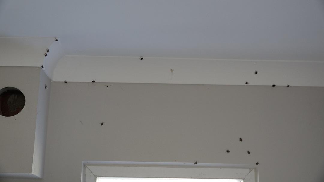 Herkesin kabusu oldu: Kahverengi kokarca ya dokunmayın uyarısı! Sıvısı tehdit ediyor! Karadeniz de hızla yayılıyor: Tarım ve Orman Bakanı açıklama yaptı... 3