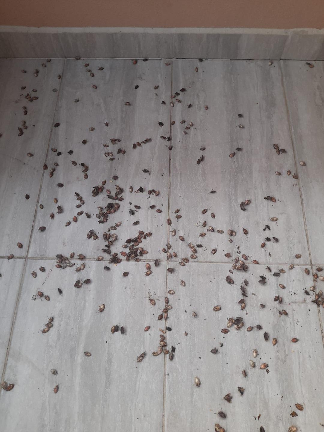 Herkesin kabusu oldu: Kahverengi kokarca ya dokunmayın uyarısı! Sıvısı tehdit ediyor! Karadeniz de hızla yayılıyor: Tarım ve Orman Bakanı açıklama yaptı... 1