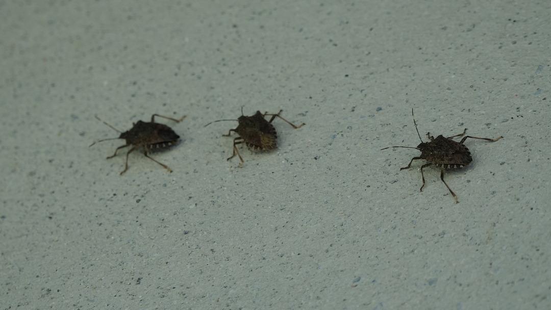 Herkesin kabusu oldu: Kahverengi kokarca ya dokunmayın uyarısı! Sıvısı tehdit ediyor! Karadeniz de hızla yayılıyor: Tarım ve Orman Bakanı açıklama yaptı... 6