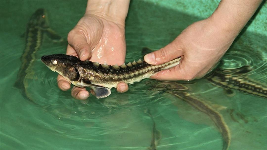 Rize de sekt&ouml;r yeniden canlandırılacak! Balığın her yeri ayrı değer: Havyar 10 bin dolar, derisi... 2