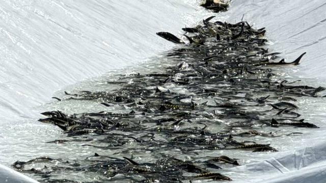 Rize'de sektör yeniden canlandırılacak! Balığın her yeri ayrı değer: Havyar 10 bin dolar, derisi...