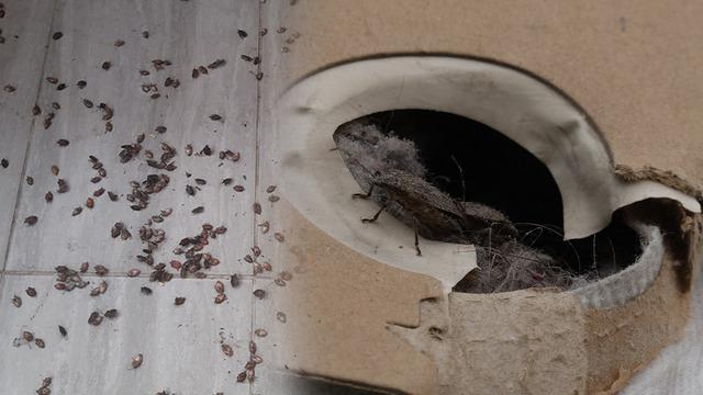 Herkesin kabusu oldu: 'Kahverengi kokarca'ya dokunmayın uyarısı! Sıvısı tehdit ediyor! Karadeniz'de hızla yayılıyor: Tarım ve Orman Bakanı açıklama yaptı...