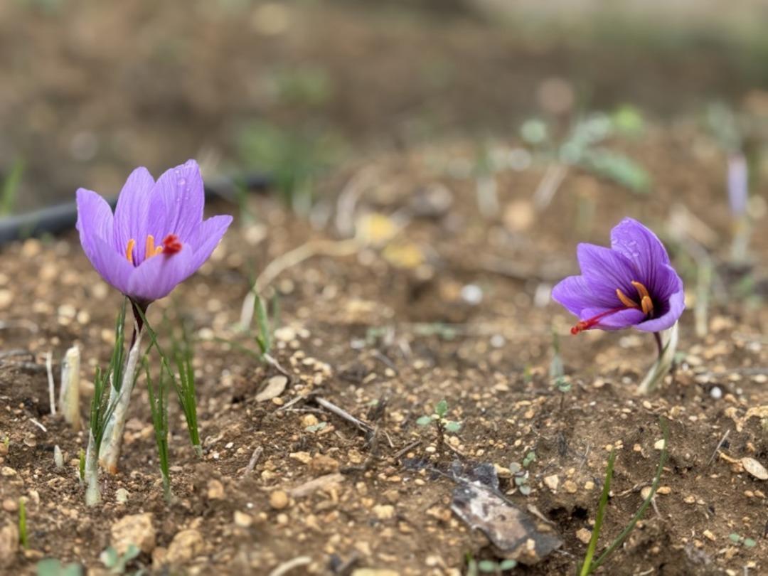 UNESCO Dünya Mirası Listesi nde! Dünyanın en pahalı baharatının fiyatı dudak uçuklatıyor 1