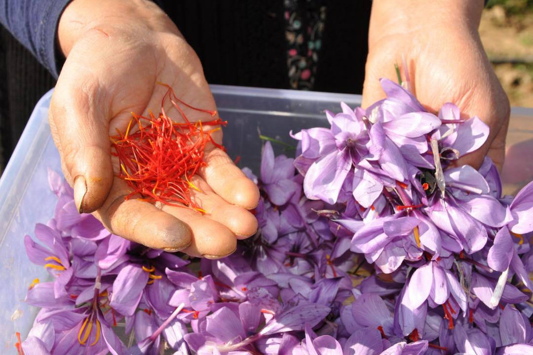 UNESCO Dünya Mirası Listesi nde! Dünyanın en pahalı baharatının fiyatı dudak uçuklatıyor 3