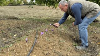 UNESCO Dünya Mirası Listesi'nde! Dünyanın en pahalı baharatının fiyatı dudak uçuklatıyor