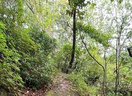 Ormana akın ettiler! Toplayıp satıyorlar, İstanbul'dan bile gelen var