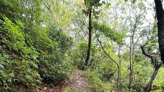 Ormana akın ettiler! Toplayıp satıyorlar, İstanbul'dan bile gelen var