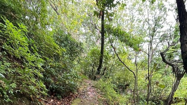 Ormana akın ettiler! Toplayıp satıyorlar, İstanbul'dan bile gelen var