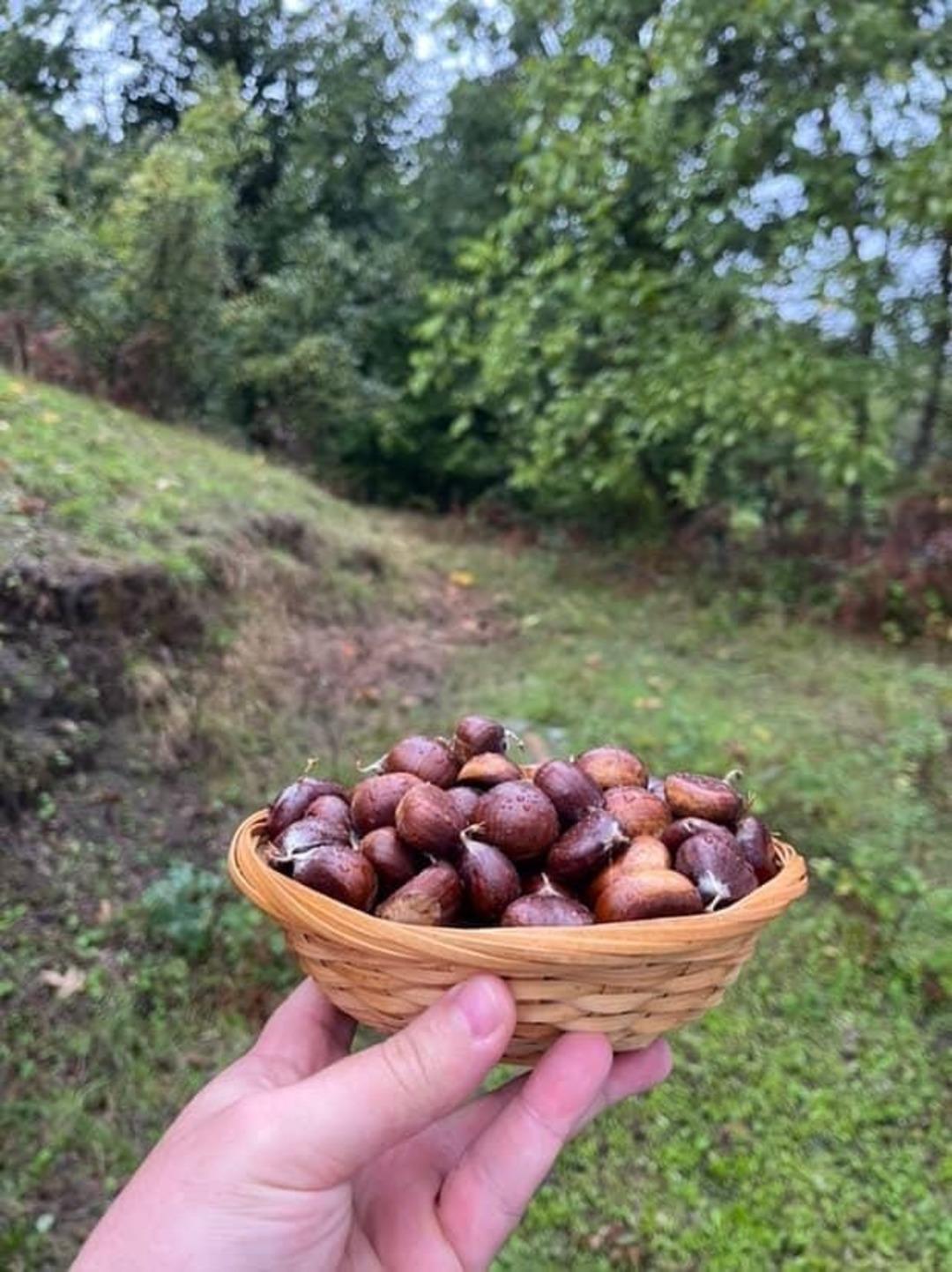 Ormana akın ettiler! Toplayıp satıyorlar, İstanbul dan bile gelen var 2