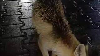 Karabük’te tır sürücüsü tilkiyi ekmekle besledi