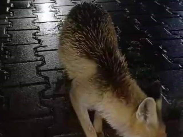 Karabük’te tır sürücüsü tilkiyi ekmekle besledi