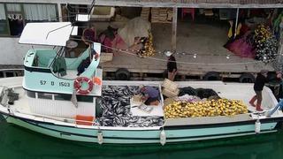 Sinop'ta palamut bolluğu! Küçük teknesiyle yüzlerce balık avladı