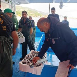 Samsun'da 174 bin 480 kilo hamsiye nakil onayı verildi