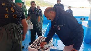 Samsun'da 174 bin 480 kilo hamsiye nakil onayı verildi