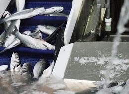 Muğla'dan 9 ayda 545 milyon dolarlık balık ihracatı yapıldı