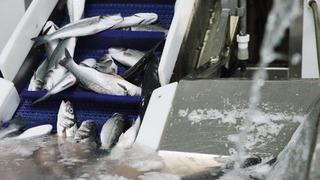 Muğla'dan 9 ayda 545 milyon dolarlık balık ihracatı yapıldı