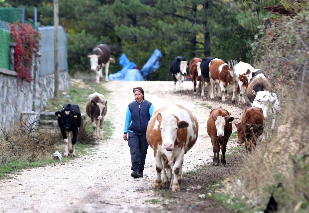 Gelin geldiği köyde başladı, patron oldu! Herkes örnek alıyor, 30 a yükseltti, şimdi tesis kuracak 1