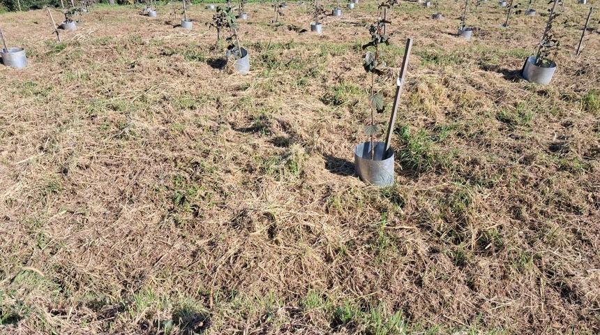 Fındıkta rekolte ve randıman artıracak çalışma